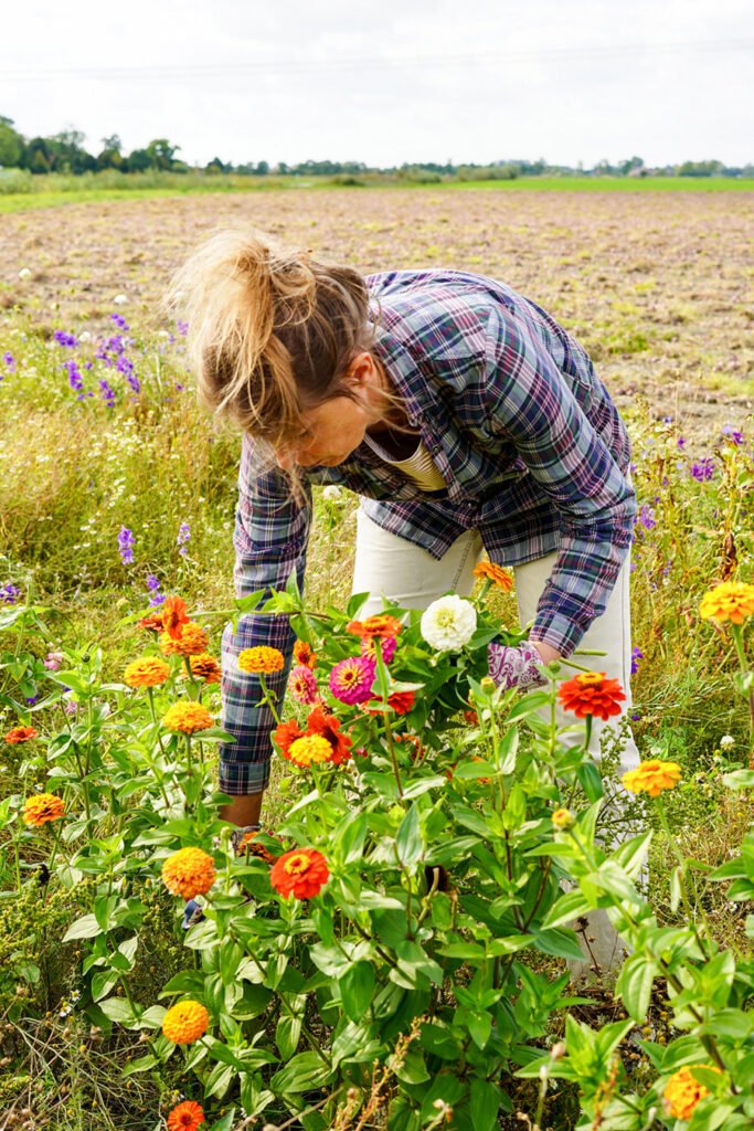 Jantien van Florentien Biobloemen knipt verse biologische bloemen in de tuin in Winsum